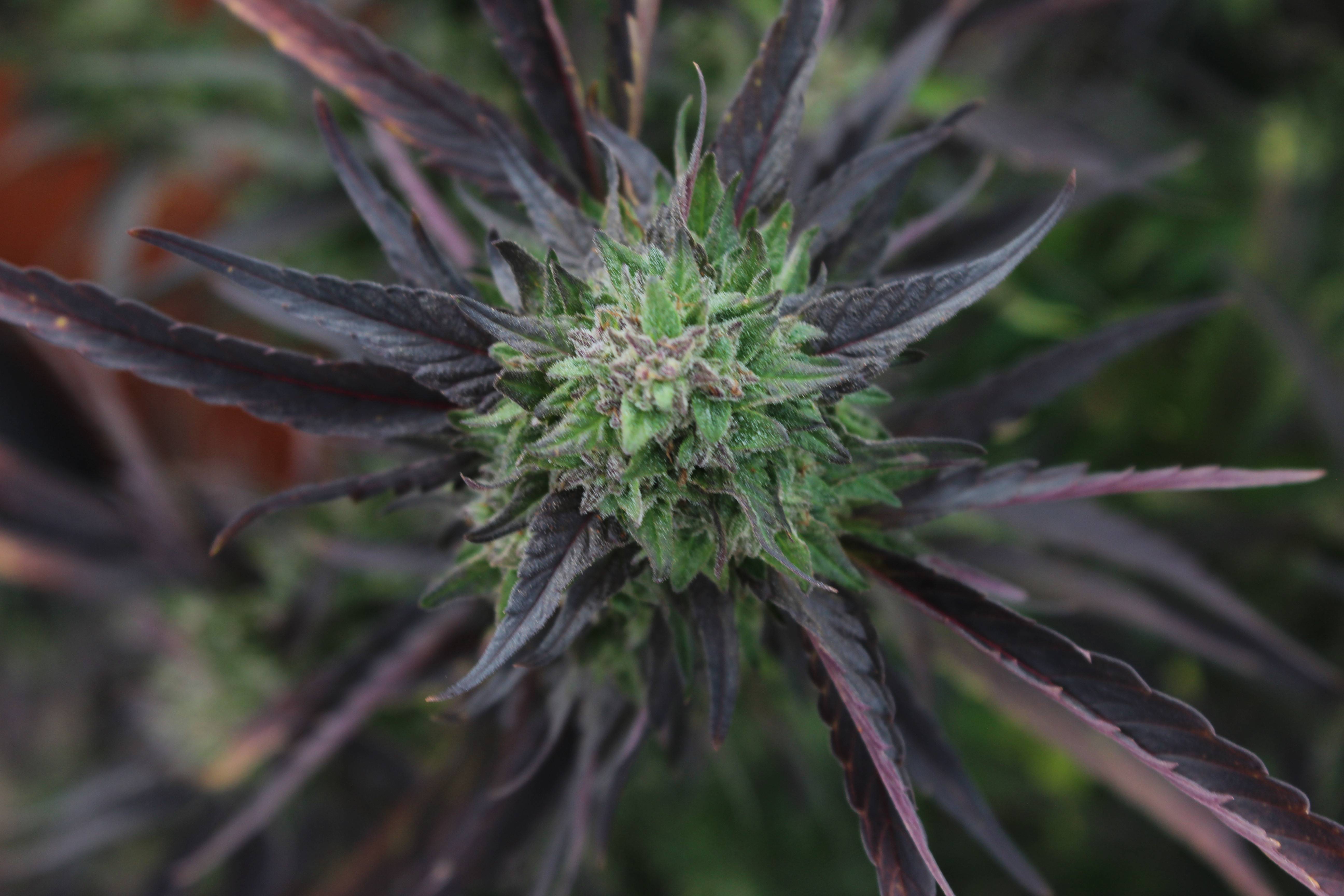 Hemp Plant